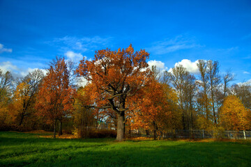 Fototapeta premium Autumn natural landscape. A large tree with bright fiery orange foliage, against a blue sky with clouds. Golden autumn in Russia.