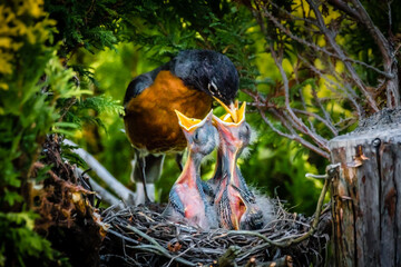 An American robin parent feeding its three babies with worm. 