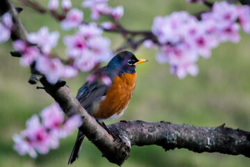 American robin  bird on a perch branch with pink peach flowers.