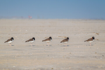 Five oyster catcher bird standing in the sand in a straight line. 