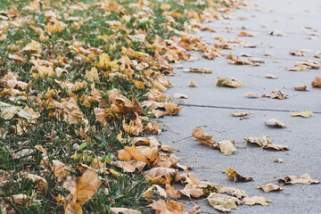 Fall foliage on the sidewalk