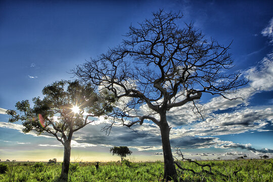 Democratic Republic of Congo, Silhouettes of savannah trees against sun setting over Garamba National Park