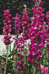 Obraz premium pink flowers in the garden
