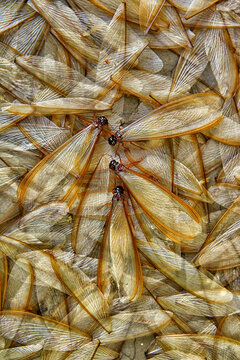 Heap Of Dead Termites And Termite Wings