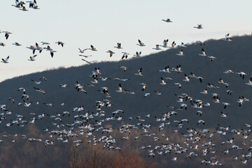 snow geese in flight with mountain in the background