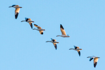 a flock of snowy geese birds in flight