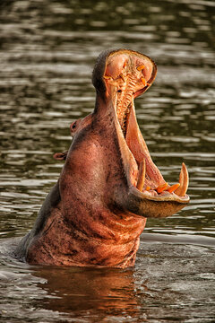 Democratic Republic of Congo, Head of hippopotamus (Hippopotamus amphibius) bathing in river in Garamba National Park