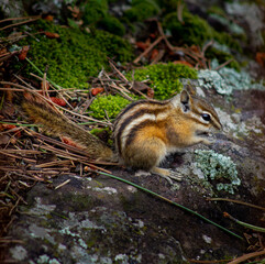 ground squirrel eating