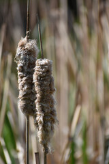 reeds in the wind