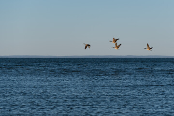 Canadian geese in flight on the beach  over the ocean. 