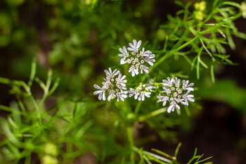 Top view white coriander blooms in the summer garden.