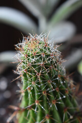 cactus close up