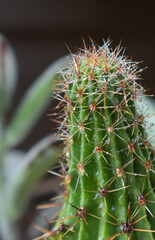 cactus close up