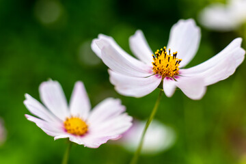 Obraz premium White cosmos flower in the summer garden.