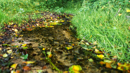Beautiful spring, a stream flowing in nature. Falling leaves and grass around.