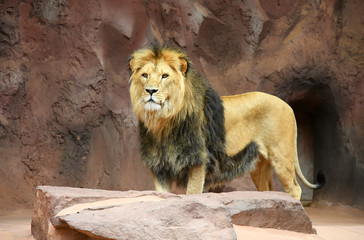 Löwe im Zoo