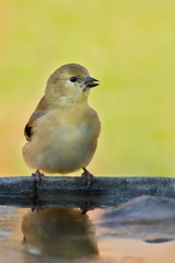 A lovely American Goldfinch drinks water with ice in the bird bath in a cold winter. 