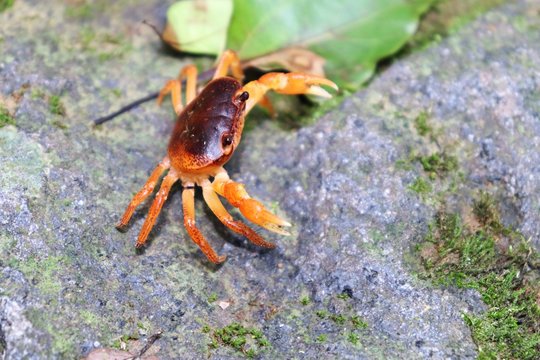 131 件の最適な 沢蟹 画像 ストック写真 ベクター Adobe Stock