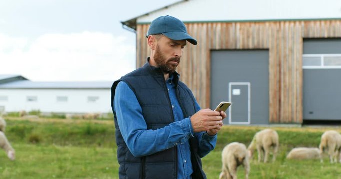 Handsome young male Caucasian hands holding and texing message on smartpphone outside. Sheep at grazing pasture on background. Man shepherd tapping and scrolling on cellphone. Cattle farm.