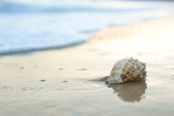 Fototapeta na wymiar Beautiful seashell on sandy beach at sunrise. Space for text