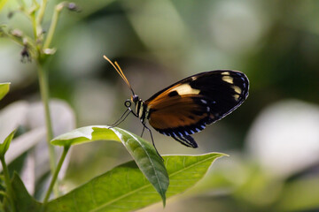 butterfly on a flower