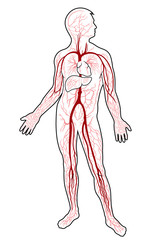 Conceptual Human Blood Circulatory System. Blood Vessels Scheme with Arteries and Veins Illustration