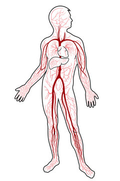 Conceptual Human Blood Circulatory System. Blood Vessels Scheme with Arteries and Veins Illustration