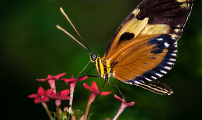 A orange butterfly sits on red flowers and feeding on nectar 