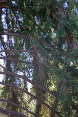 Partial view of a California redwood tree and its branches in a forest grove on a summer day
