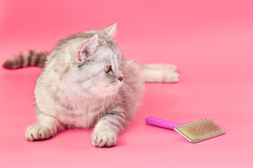 The cat is lying near the comb. Caring for a cat, combing hair