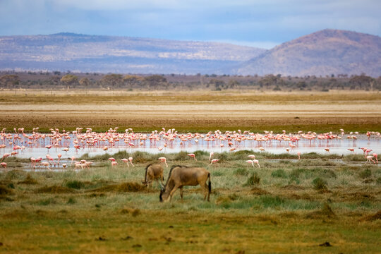 wildebeest and flamingos