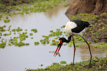 Stork in pond