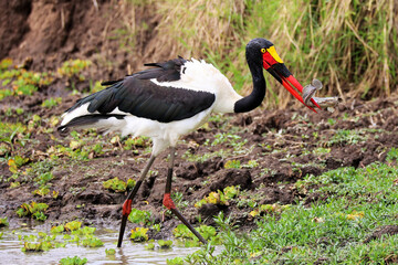 stork and fish