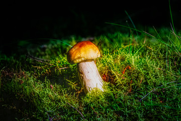 autumn, mushroom, forest, nature, boletus, fungus, food, edible, moss, grass, cep, cap, brown,...