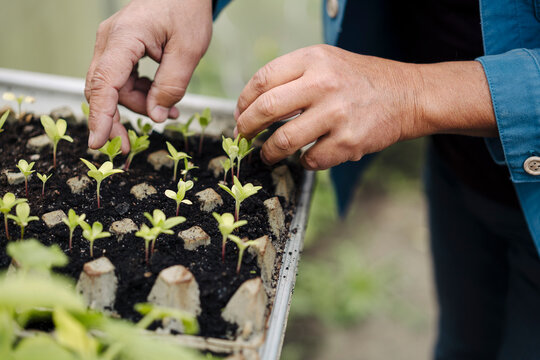 Close-up of man examining seedlings in a seed tray