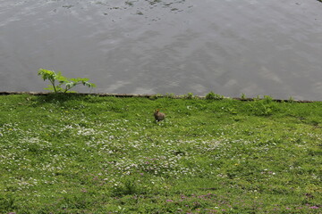 Lapin seul face à la nature