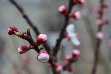 bourgeons d'abricotier