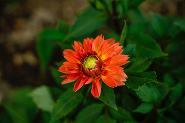 Bright orange impact dahlia flower.