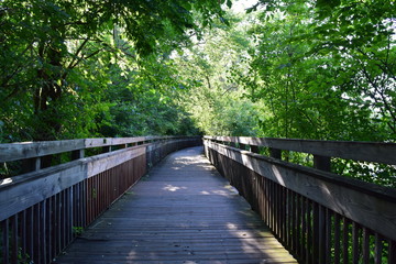 Quiet summer landscape with a sunlit wooden walkway surrounded by green trees