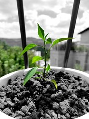 A green seedling thrives in a graying world. Growing and prospering despite repression.