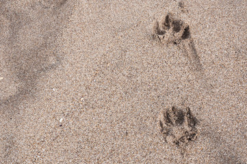 dog footprints in sand