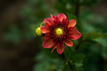 Iced Tea Dahlia beginning to open. Soft, muted background. Beautiful flower.