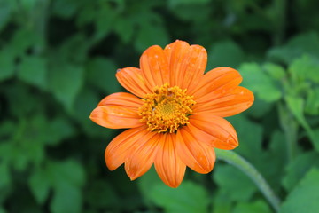 Fleur orange