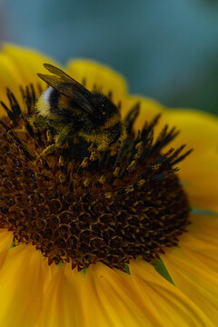 Close-up of a bee collecting pollen from a flower. Sunflower with honey bee in the meadow. bee in the pollen. macro