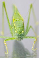 A macro shot of a Katydid, also known as a leaf bug, which has a leaf shaped camouflage. The bug is in the grasshopper and cricket family.