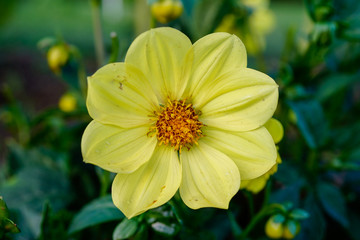 Sweet yellow dahlia flower growing in an organic flower garden.