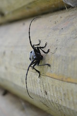 Insect