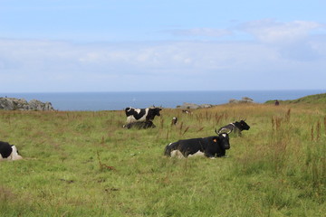 Fototapeta premium Une vache à la mer