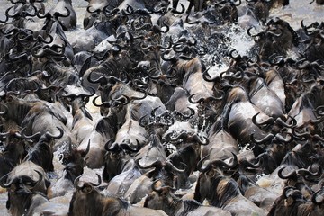 Wildebeest migration