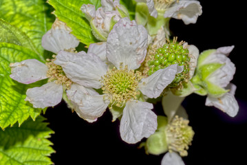 Flower and Fruit of the Thornless Blackberry Rubus Ulmifolius